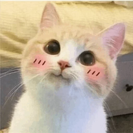 Cat's Memes by MahYa [ ] emoji ⚡️