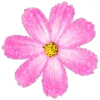 Емодзі телеграм Flowers | Цветы