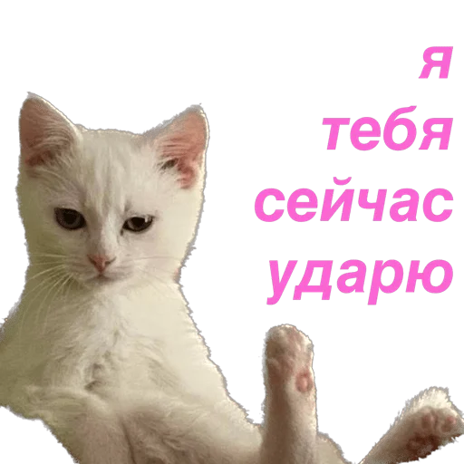 Стікер кошка Чипса & любовь ❤️ 😡