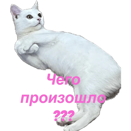 Telegram Sticker «кошка Чипса & любовь ❤️» 😳