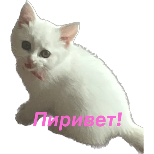 Стікер Telegram «кошка Чипса & любовь ❤️» 👋