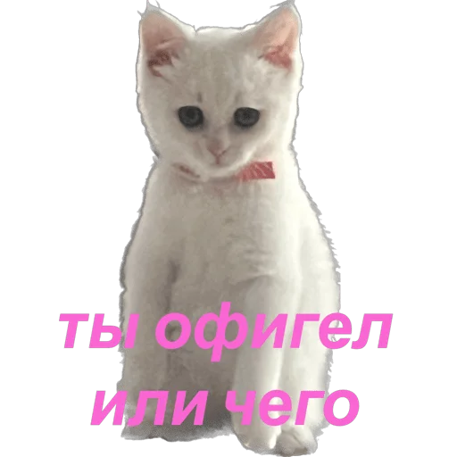 Стікер Telegram «кошка Чипса & любовь ❤️» 🤨