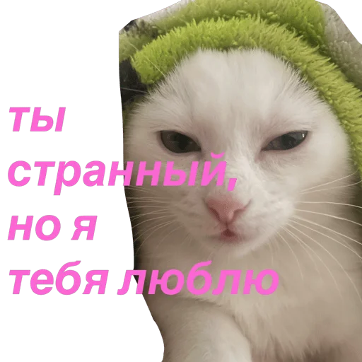 кошка Чипса & любовь ❤️ sticker 😑