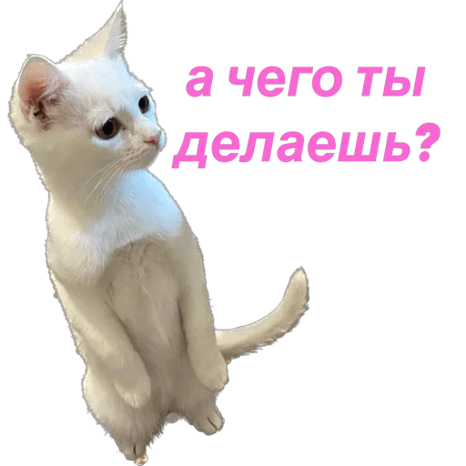Стікер Telegram «кошка Чипса & любовь ❤️» 🤔