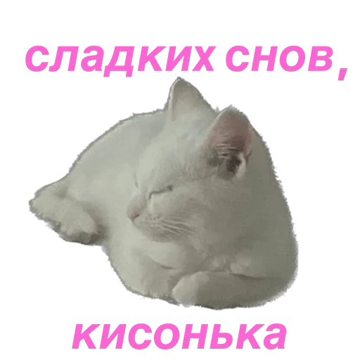 Стікер Telegram «кошка Чипса & любовь ❤️» 😴