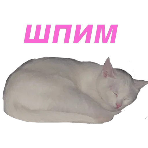 кошка Чипса & любовь ❤️ stiker 😴