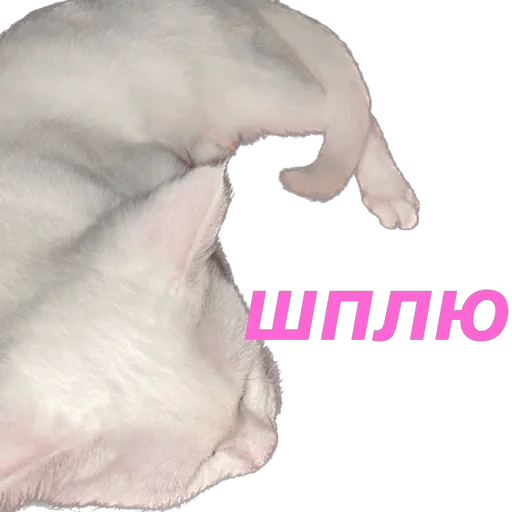 кошка Чипса & любовь ❤️ sticker 😴