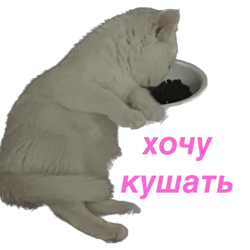 кошка Чипса & любовь ❤️ emoji 🥺