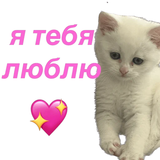 Стікер Telegram «кошка Чипса & любовь ❤️» ❤️