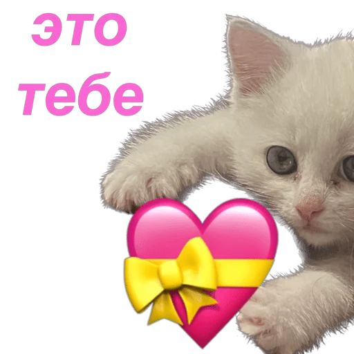 Стікер Telegram «кошка Чипса & любовь ❤️» ❤️