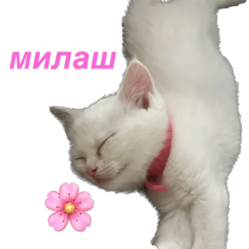 кошка Чипса & любовь ❤️ stiker 😍