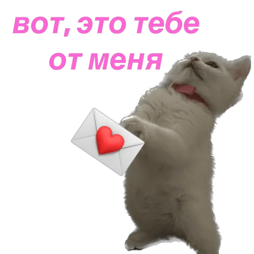 кошка Чипса & любовь ❤️ sticker 💌