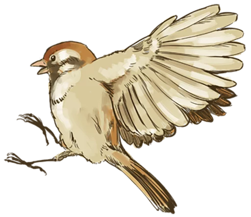 Chik Chirik the sparrow emoji 🐤