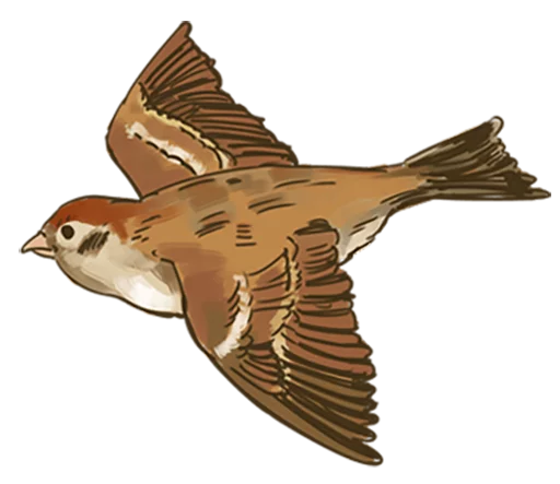 Стикер Telegram «Chik Chirik the sparrow» 🐤