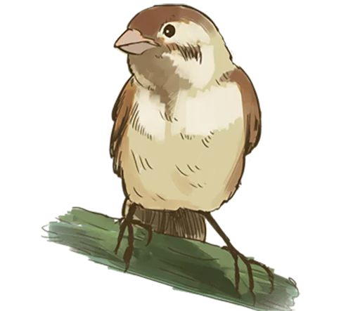 Chik Chirik the sparrow sticker 😒