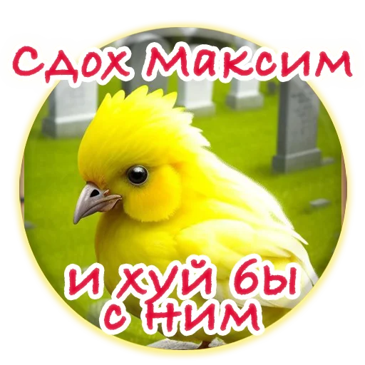 Crazy Chicken! stiker 😏