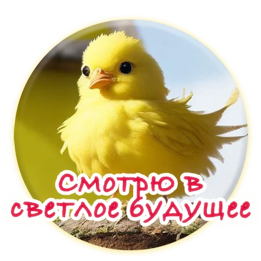 Crazy Chicken! emoji 😵