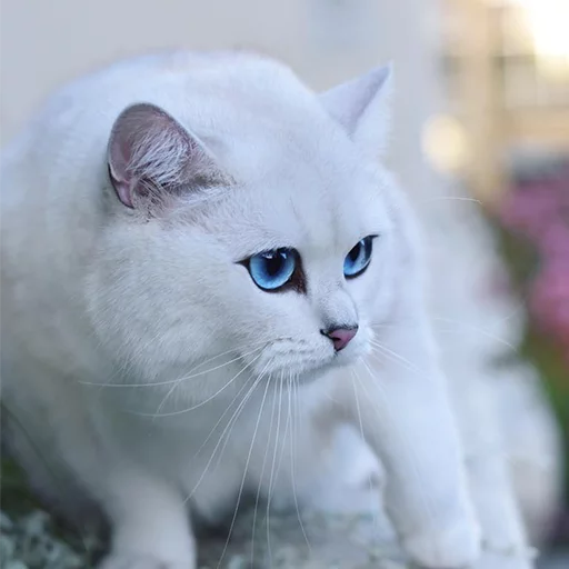 Coby The Cat emoji 😒
