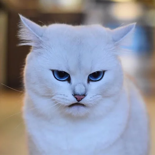 Coby The Cat emoji 😐
