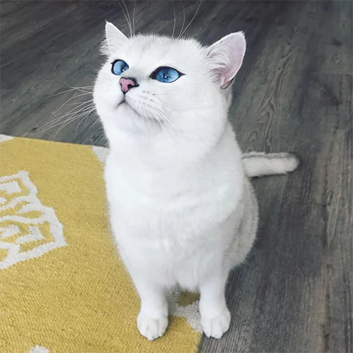 Coby The Cat emoji ☺️