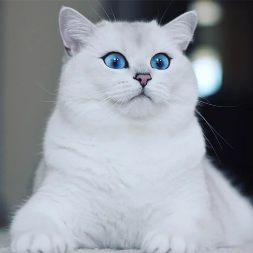 Coby The Cat emoji 🙃