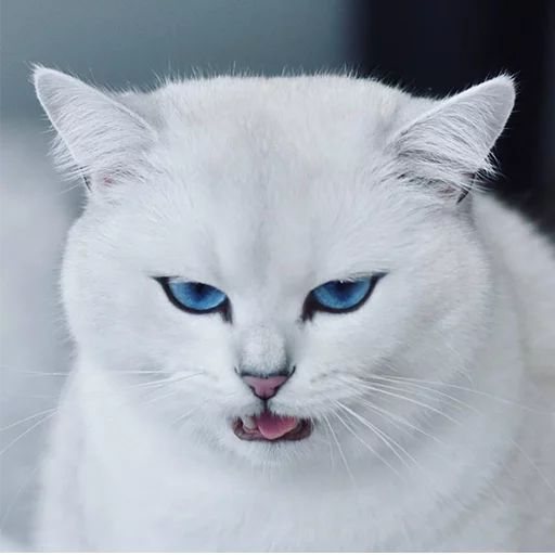 Coby The Cat emoji 😬