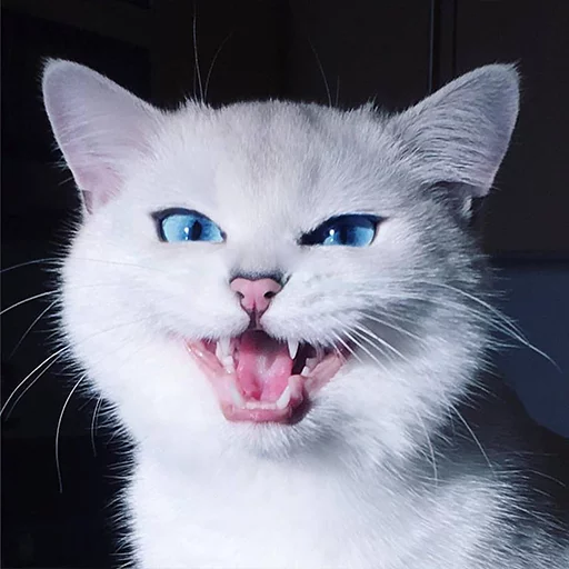 Coby The Cat emoji 