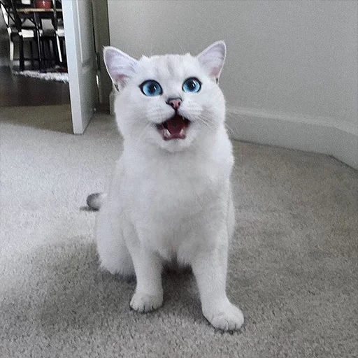 Coby The Cat emoji 😾
