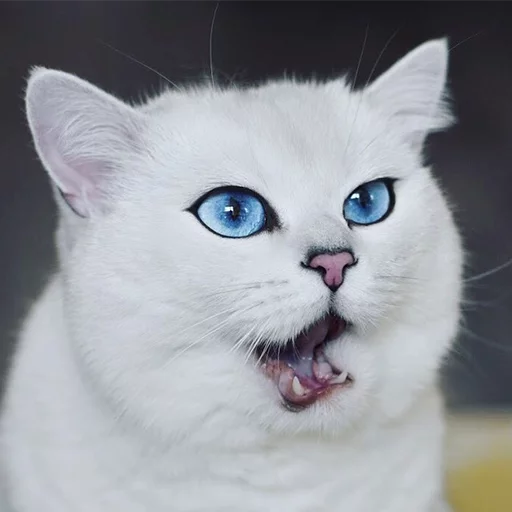 Coby The Cat emoji 😯