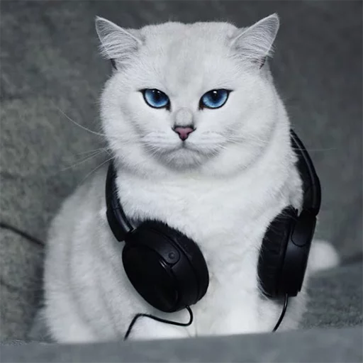 Емодзі Coby The Cat 🎧