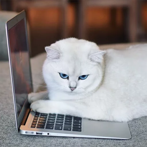 Емодзі Coby The Cat 🖥