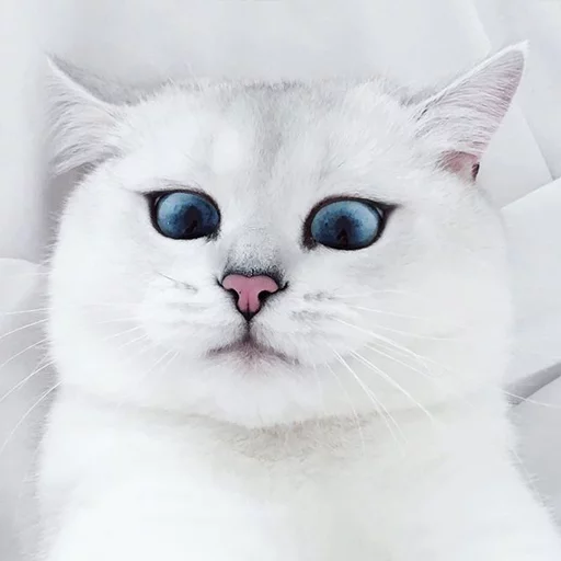 Coby The Cat emoji 😉