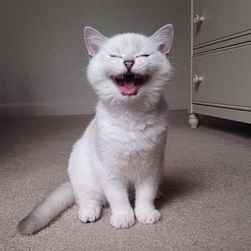 Coby The Cat emoji 🤣