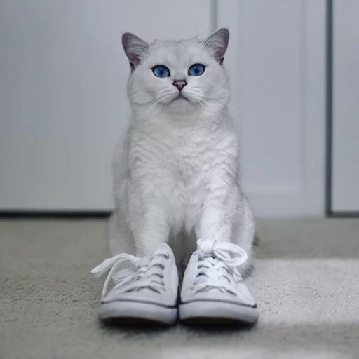 Емодзі Coby The Cat 👞