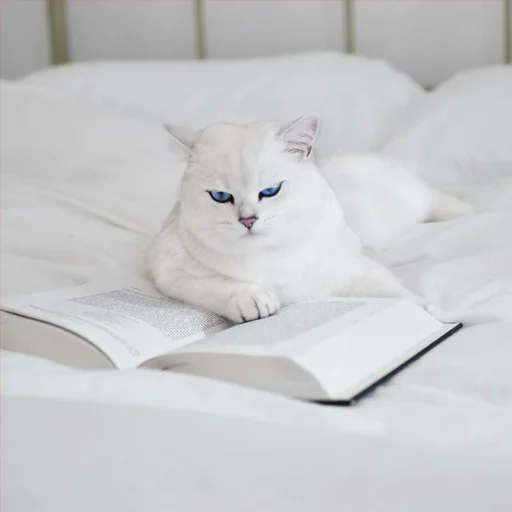 Емодзі Coby The Cat 📚