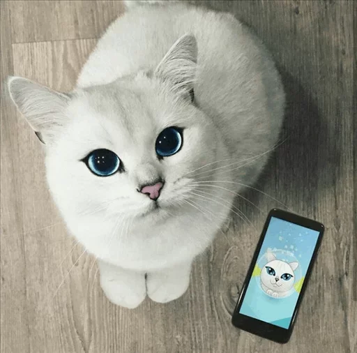 Coby The Cat emoji 💙