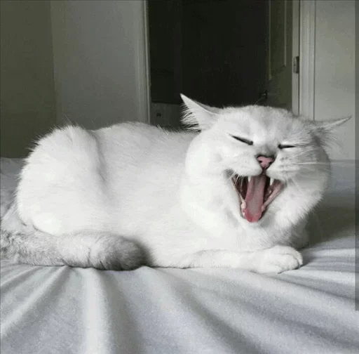 Coby The Cat emoji 💙