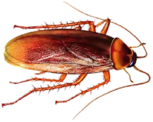 Telegram stikerlari Cockroach