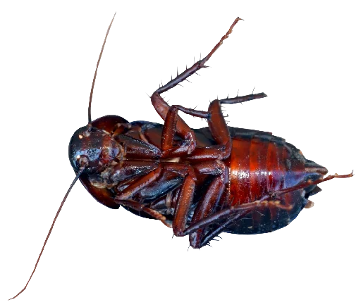 Cockroach sticker 😣