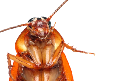 Стикер Telegram «Cockroach» 😣
