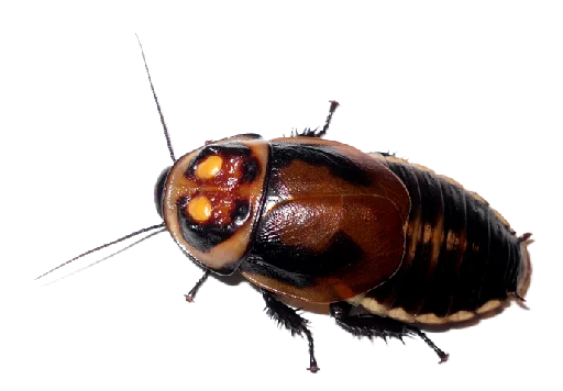 Telegram Sticker «Cockroach» 😣