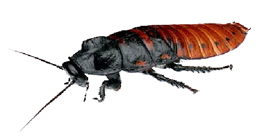 Стикер Cockroach 😣
