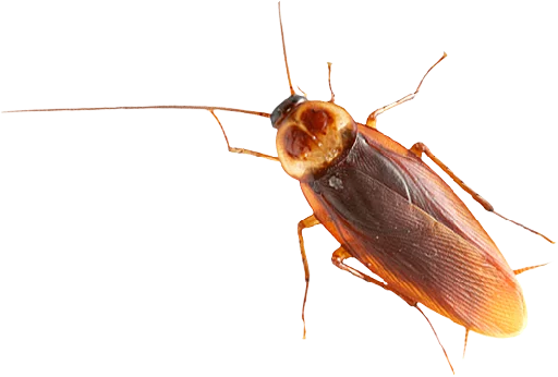 Стікер Cockroach 😣