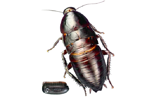 Telegram stiker «Cockroach» 😣
