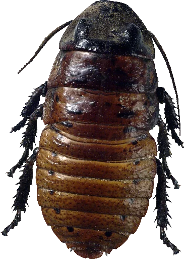 Telegram stiker «Cockroach» 😣