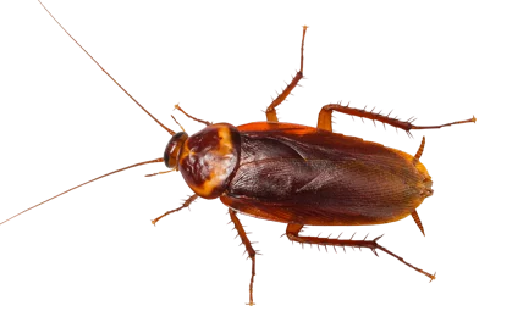 Стікер Cockroach 😣