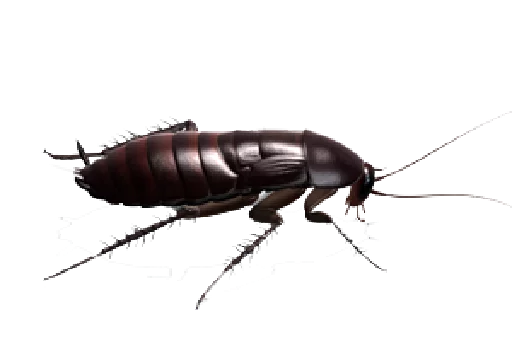 Стікер Telegram «Cockroach» 😣
