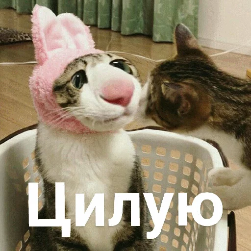 Эмодзи Выпуклые коты 😽