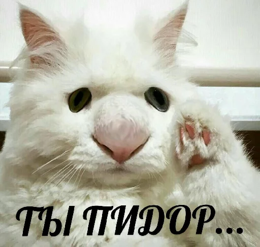 Стікер Telegram «Выпуклые коты» 👨‍❤️‍👨