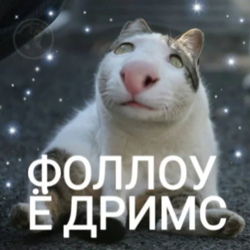 Telegram Sticker «Выпуклые коты» 💭